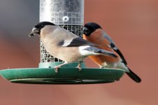 Bullfinch (M&F) Feeder_forum.jpg