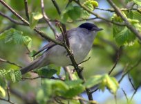 Blackcap 2 (R).jpg