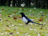 L1350438_Magpie.jpg