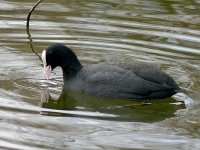 L1350512_Coot.jpg