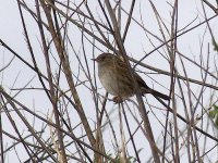 L1250815_Dunnock.jpg