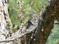 L1300826_Crested Tit.jpg