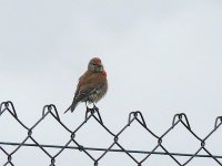 L1310098_Linnet.jpg