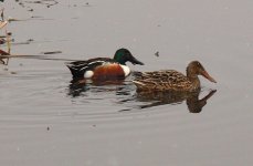 Shoveler pair.jpg