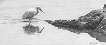 CLM - The Egret Pool_Little Egret_PROMO (Large).jpg