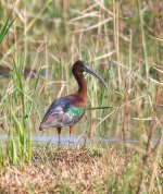 GlossyIbis1_1.jpg