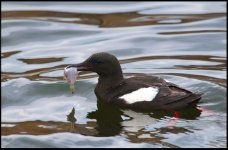 BlackGuillemot2@950.jpg