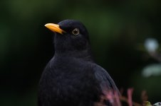 Blackbird3.jpg