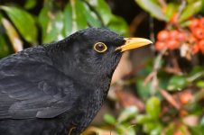 Blackbird5.jpg