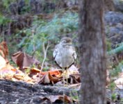 Unidentified bird in Pench - possibly Thicknee small.jpg