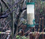 Blackcap 6th Dec.JPG