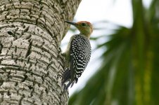 Red-bellied Woodpecker miami.jpg