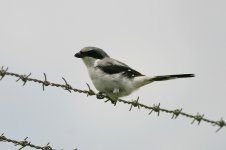 Loggerhead Shrike miami.jpg