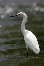 Snowy Egret miami.jpg