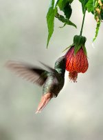 Rufous-Tailed-Hummingbird.jpg