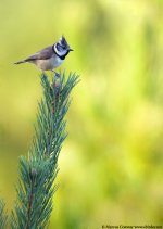 crested tit 800.jpg