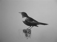 ring ouzel2 14.01.10 016 (Medium) (Small).jpg