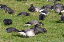 Pale-breasted Brent Goose 100102 P1020260.jpg