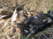 3. Poisoned Wood Sandpipers.JPG