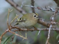 Goldcrests, 1-11-08 090.jpg