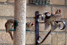 Goldfinch 9 (R).jpg