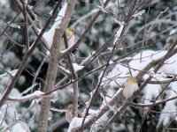 Goldfinches.jpg