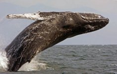 whale96.jpg