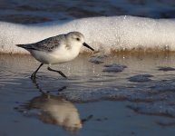 Sanderling-surprise-small.jpg