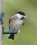 Marsh-Tit-small.jpg