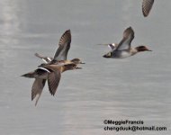 Baikal Teal s.jpg