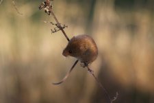 HarvestMouse4.jpg