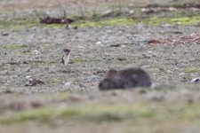 Stoat3.jpg