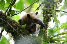 Northern Tamandua bar 1.jpg