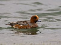 Wigeon.jpg