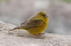 Greenish-Yellow-finch-q.jpg