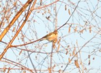 Barnes WWT Redpoll 1.jpg