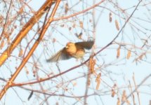 Barnes WWT Redpoll 2.jpg