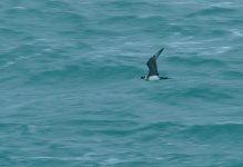 arcticskua-stives-291109 012.jpg