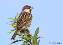 spanish-sparrow-5565a.jpg