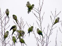 L1350530_many Monk Parakeets.jpg