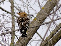 L1350626_Hoopoe.jpg