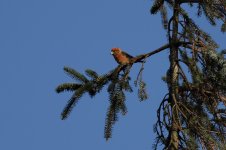 Crossbill 6_resize.jpg