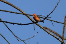 Crossbill 7_resize.jpg