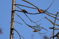 Crossbill 8_resize.jpg