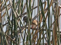 Lincoln's Sparrow_0091.jpg