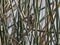 Lincoln's Sparrow_0093.jpg