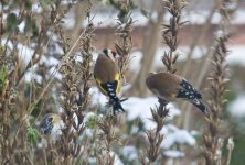IMG_1108_Goldfinches_cropped_for_web.jpg