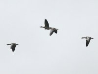 L1340114_Greylag Geese.jpg