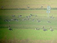 DSCN9029_White-fronted Geese.jpg