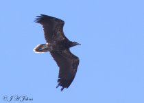egyptian-vulture-5348.jpg